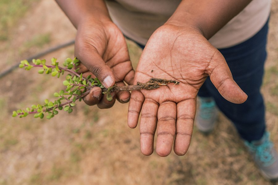 Spekboom Pflanze auf einer Hand