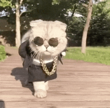 Moving image of cat with sunglasses and huge necklace