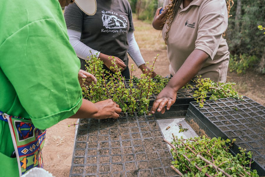 Arbeiter*innen setzen Spekboom ein