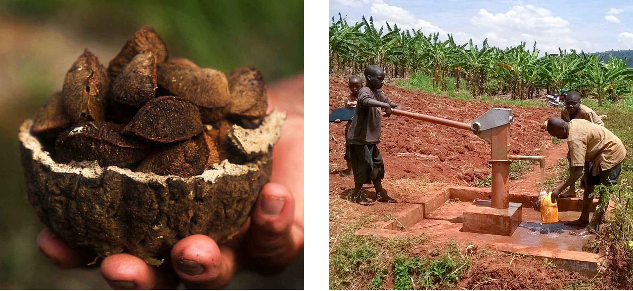 Hand mit einer Schale Paranüssen.
