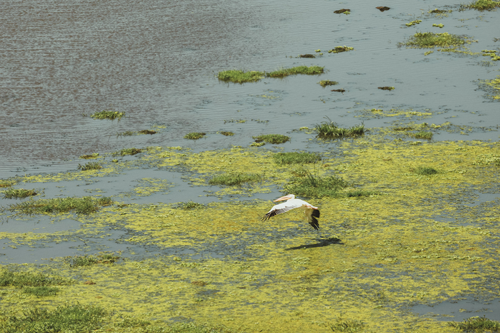 A bird flies over water.