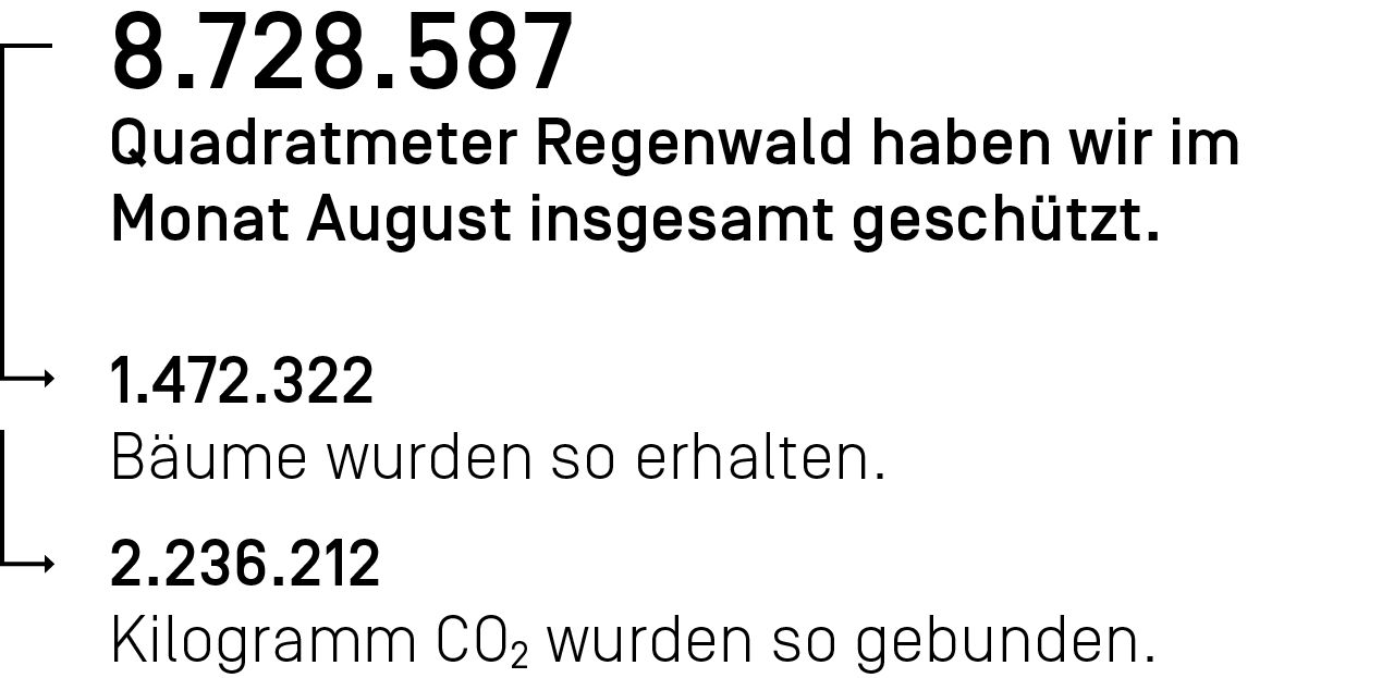 8.728.587 Quadratmeter Regenwald haben wir im Monat August ingesamt geschützt.