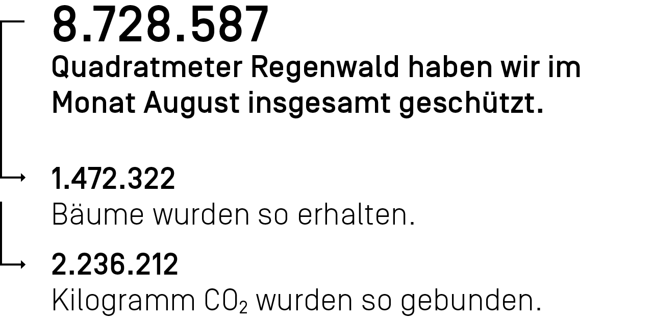 8.728.587 Quadratmeter Regenwald haben wir im Monat August ingesamt geschützt.