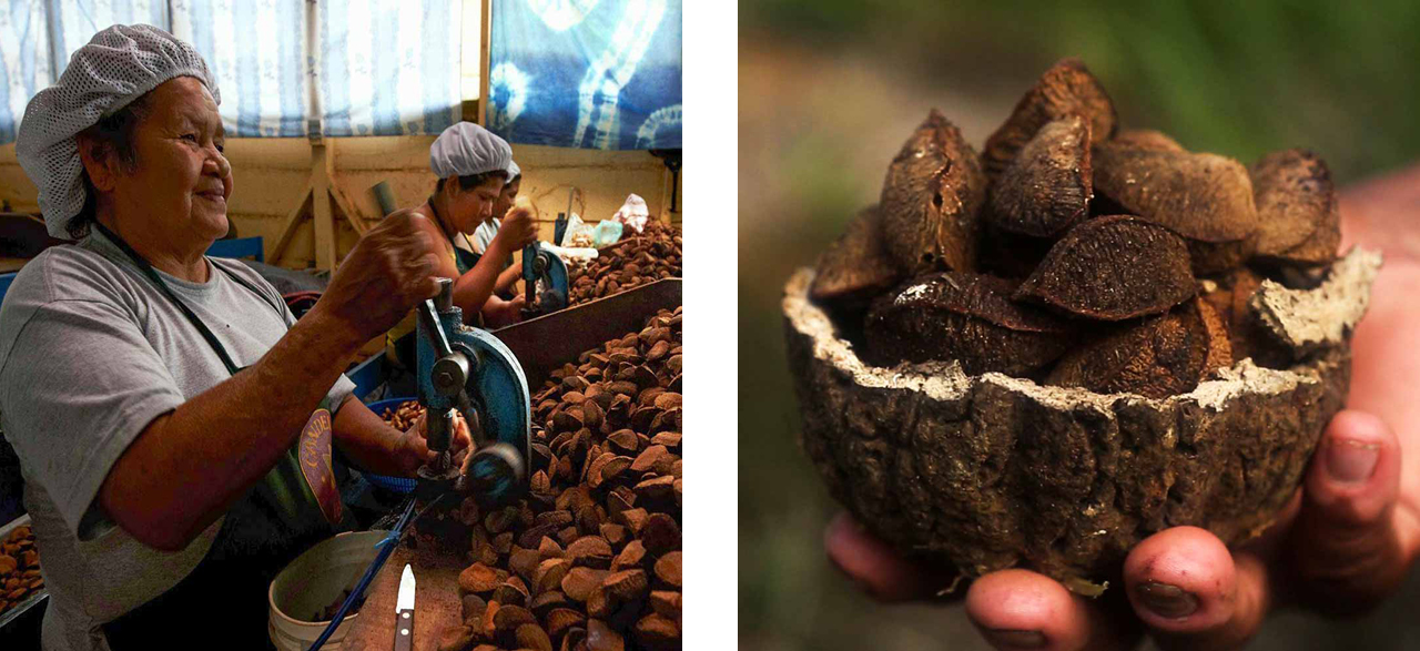 Kleinbäuerin aus Peru bei der Verarbeitung von Paranüssen. 