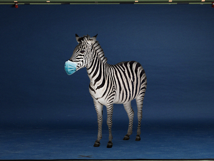Zebra with op mask