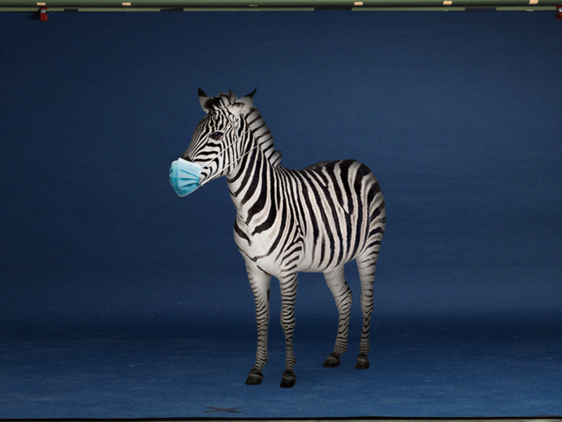 Zebra mit Op-Maske
