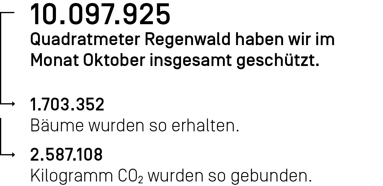 10.097.925 Quadratmeter Regenwald haben wir im Monat Oktober ingesamt geschützt.
