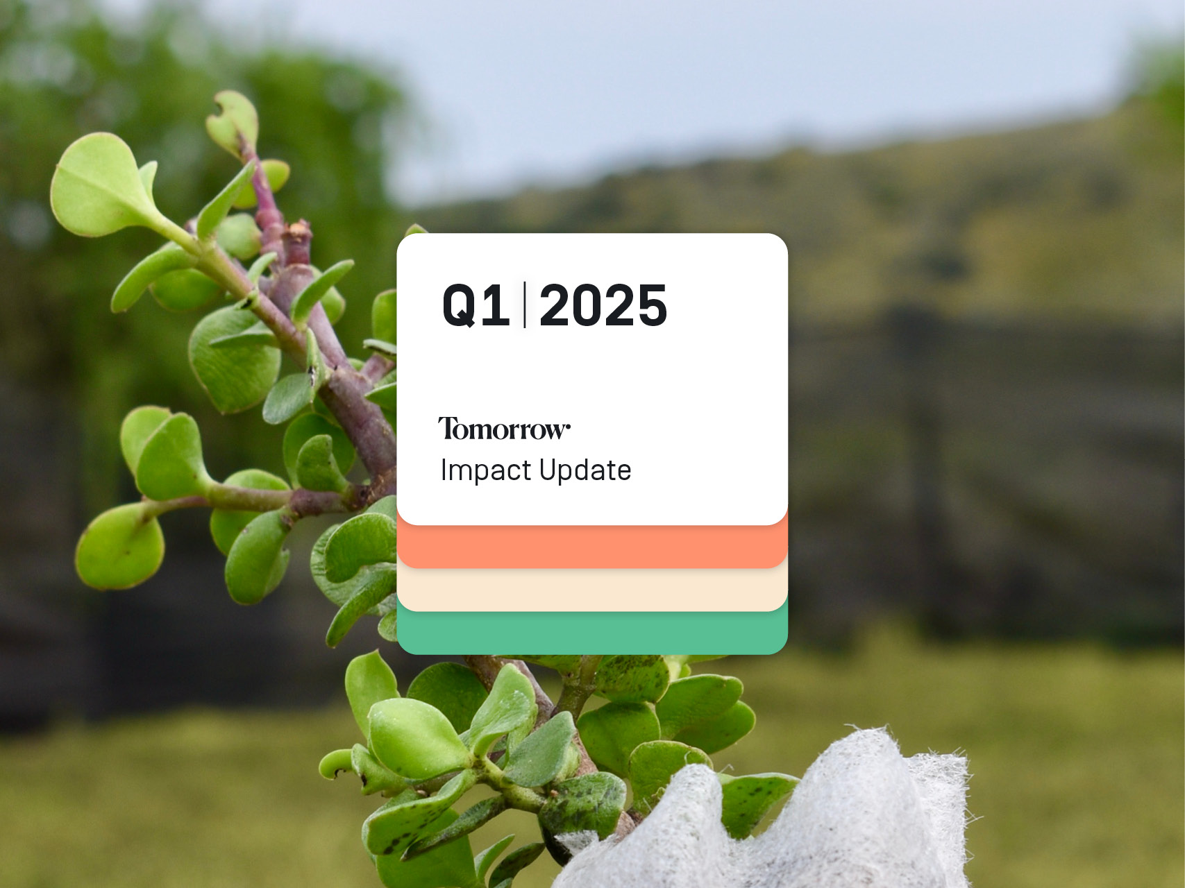 Auf dem Bild ist eine Spekboom Pflanze zu sehen, darauf geschrieben steht: Tomorrow | Impact Update | Q1 | 2025 |