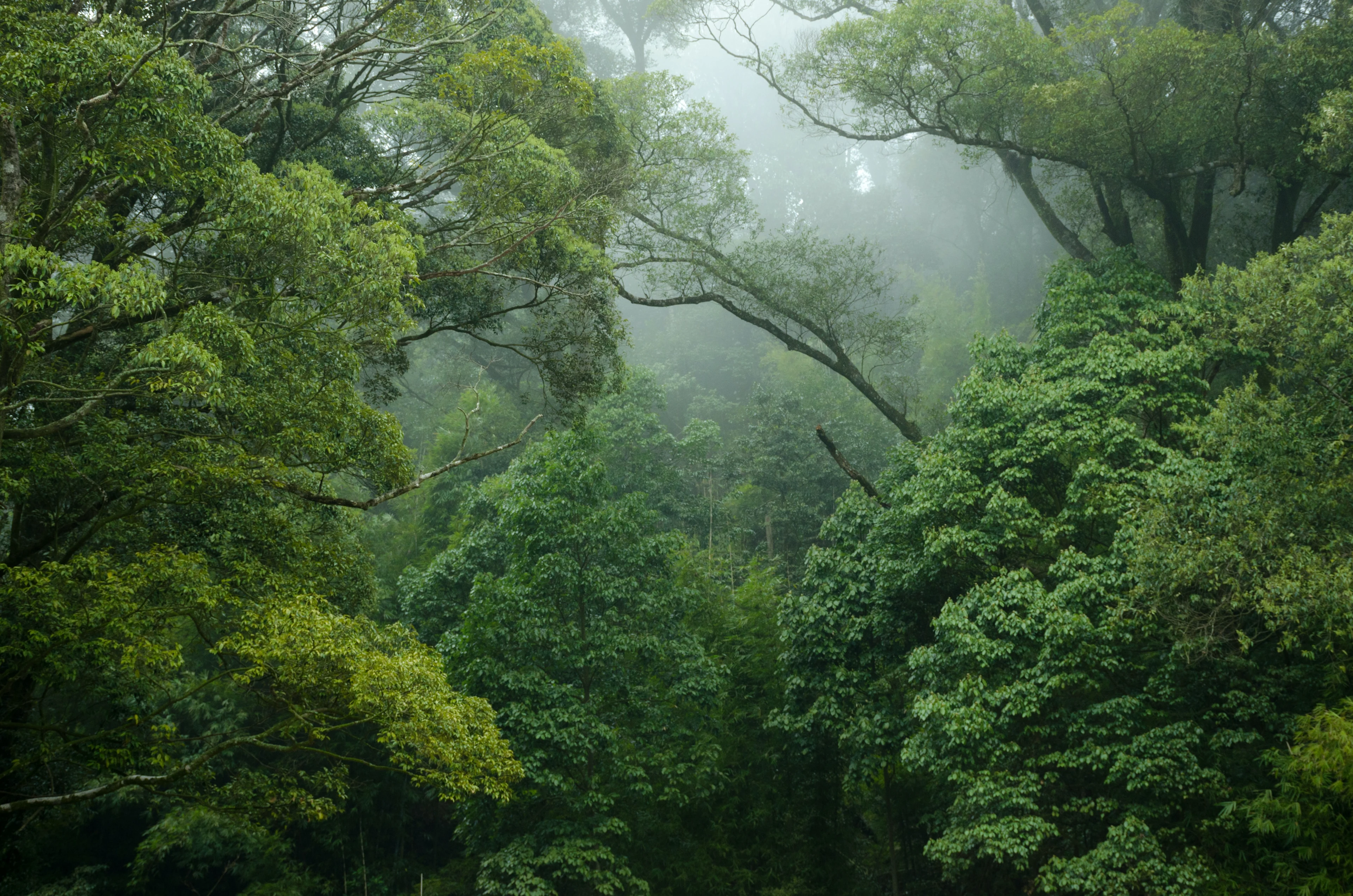 Rainforest