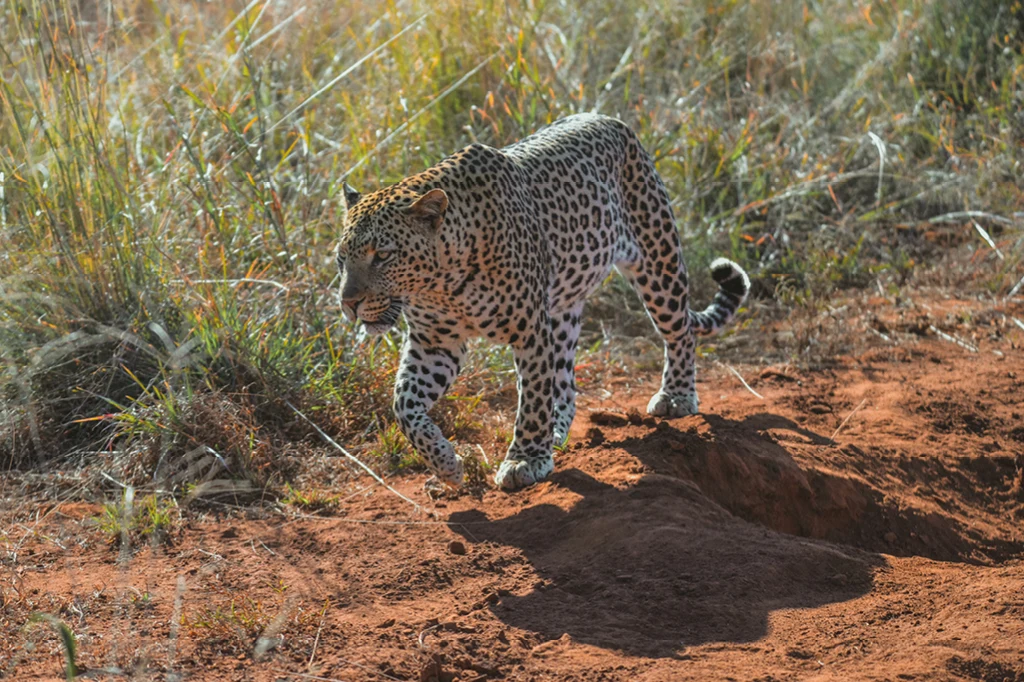 Zu sehen ist ein Leopard.