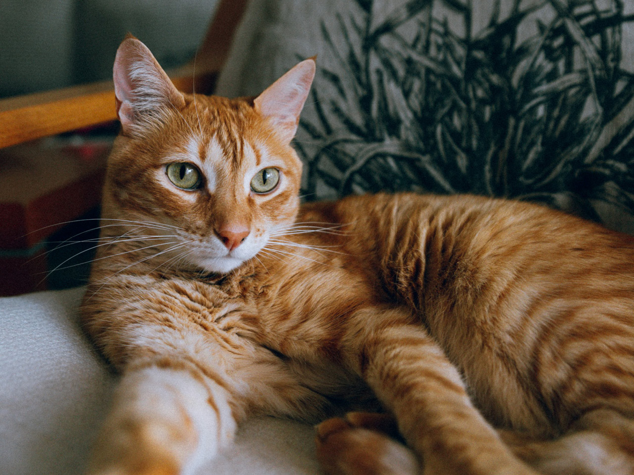 Eine orange-weiß gestreifte Katze liegt auf einem gemütlichen Stuhl