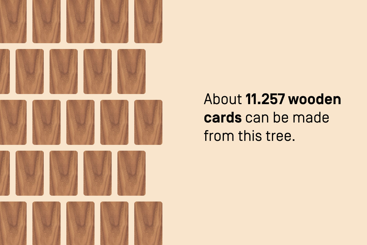 The Austrian cherry tree grows up to 7 meter and weights about 450 kg