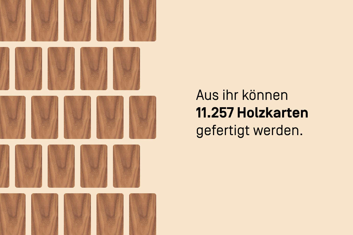 Die österreichische Kirsche ist 7 Meter groß und wiegt ca. 450 kg