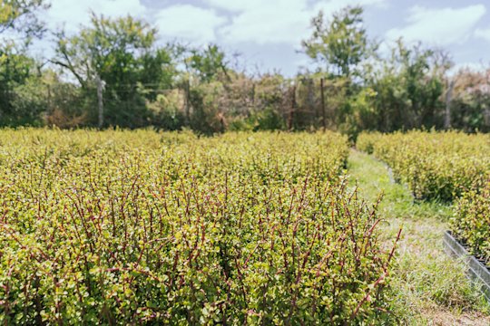 Foto vom Spekboom auf der Hilton Farm