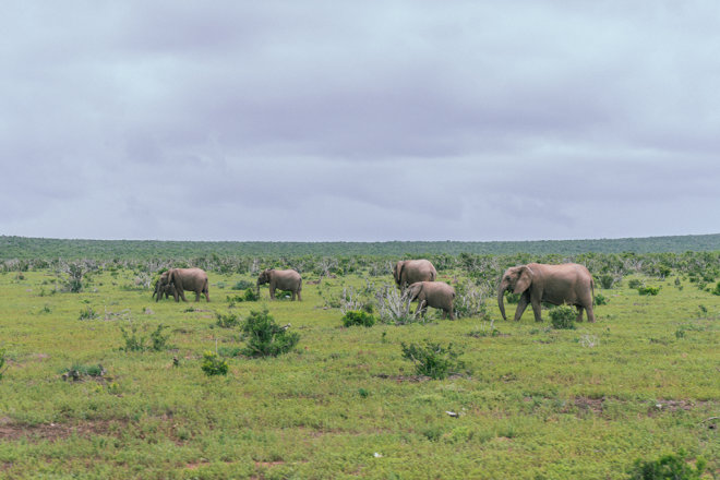 Foto von Elefanten am Ostkap