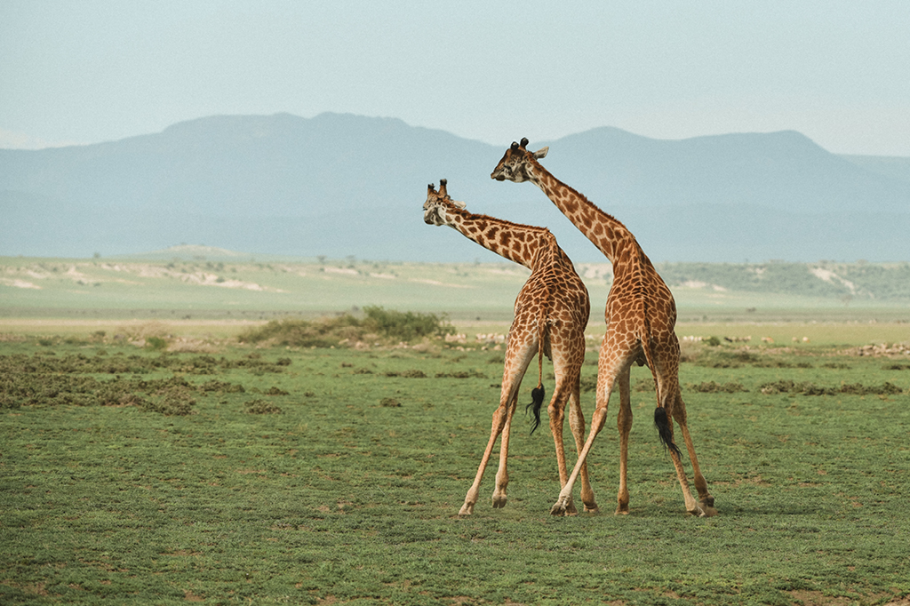 The picture shows two giraffes