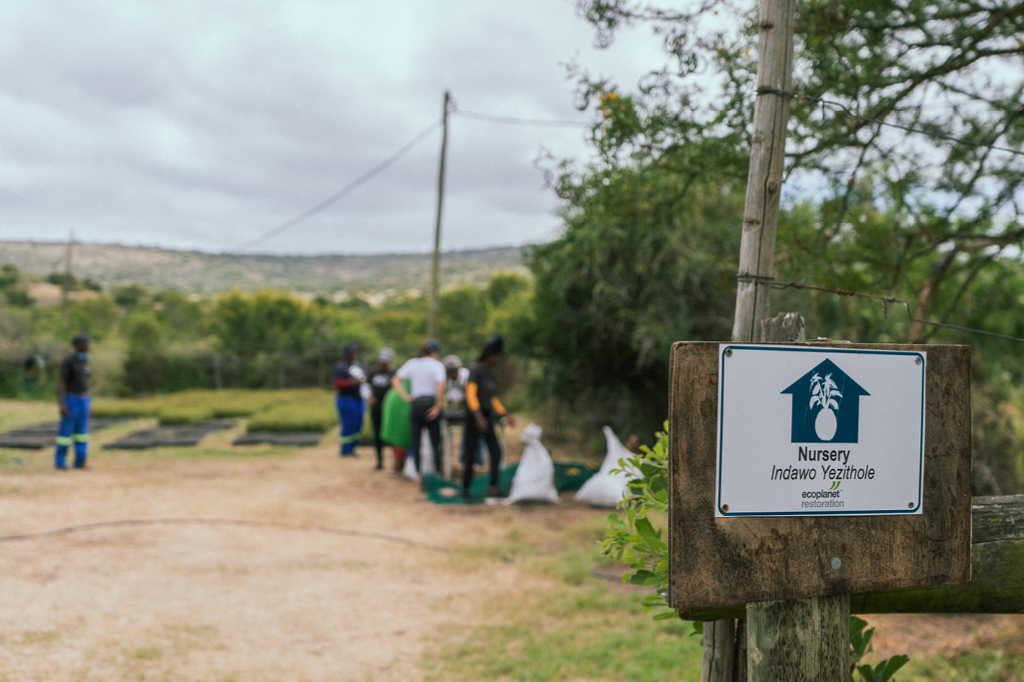 The Spekboom team plants seedlings.