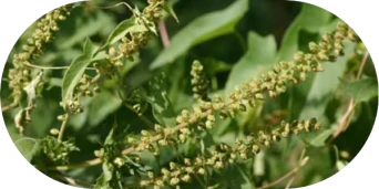 What Does Ragweed Look Like - image 4