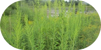 What Does Ragweed Look Like - image 3