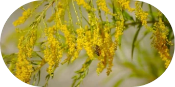 What Does Ragweed Look Like - image 5