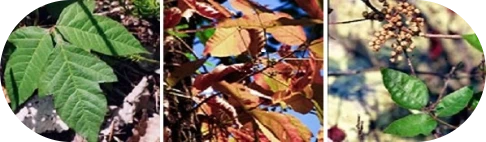 Poison Ivy, Oak, and Sumac Rashes: Symptoms and Treatments - Image 2 - Benadryl - en-US