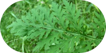 Ragweed Pollen Allergies: Symptoms, Treatment & More - Common Ragweed Leaf. Photo credit