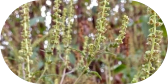 What Does Ragweed Look Like - Common Ragweed Flowers. Photo credit