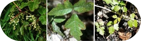 Poison Ivy, Oak, and Sumac Rashes: Symptoms and Treatments - Image 3 - Benadryl - en-US