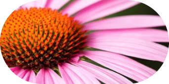 Close up image of a flower with pink petals and an orange center.