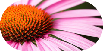 Close up image of a flower with pink petals and an orange center.