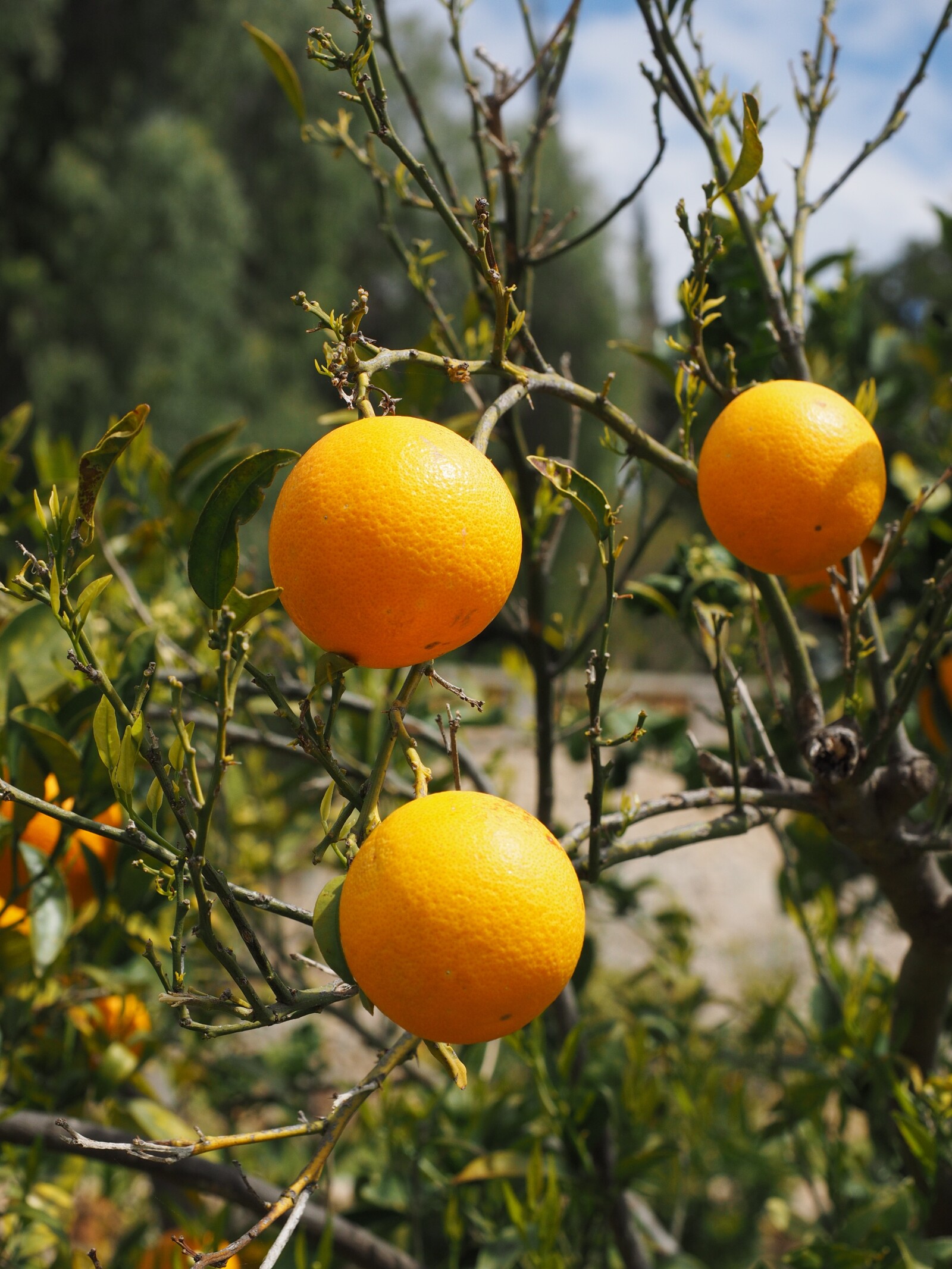 Oranges growing on trees 