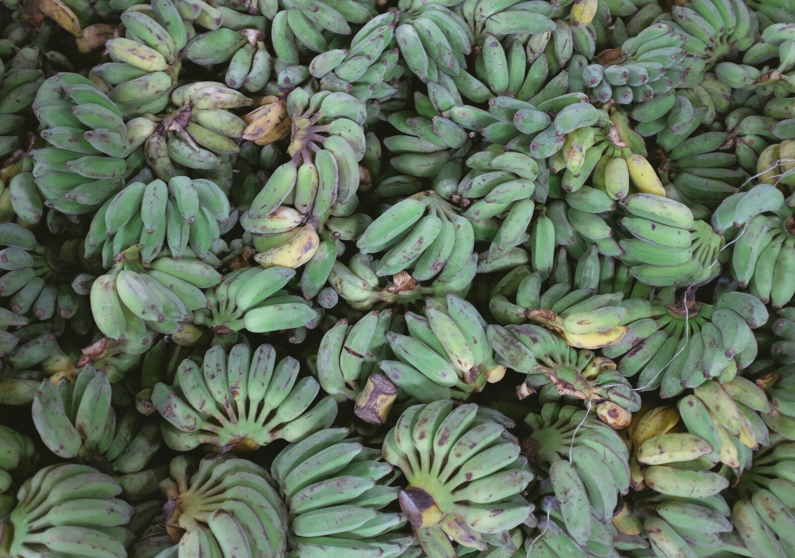 Organic Banana - Eat the world better