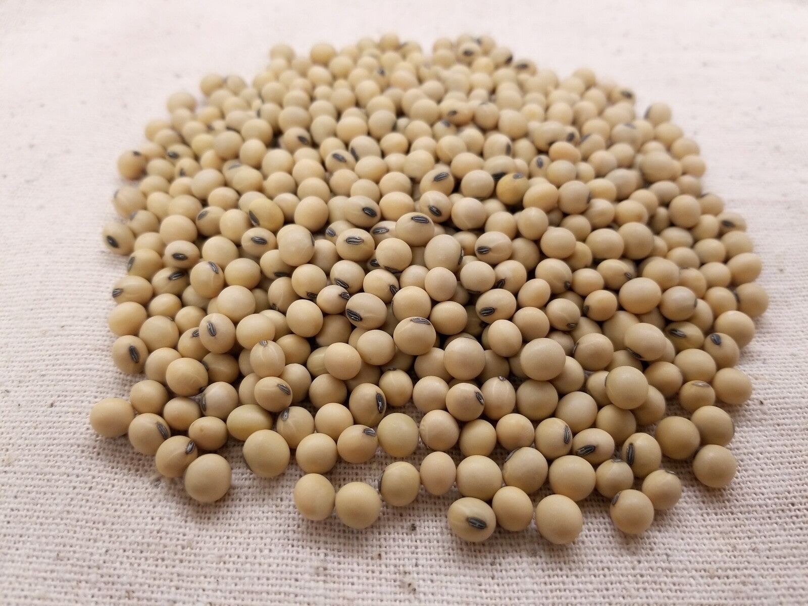 Soybeans on a table
