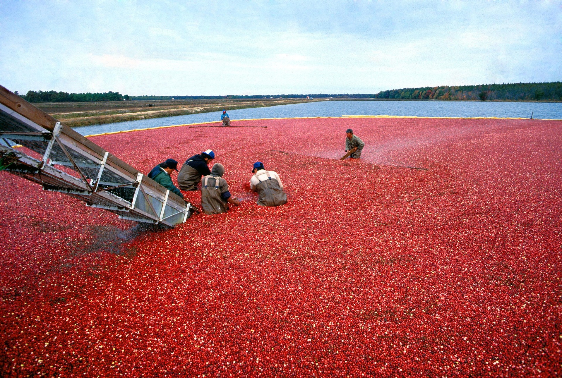 A cranberry bed with people in it 
