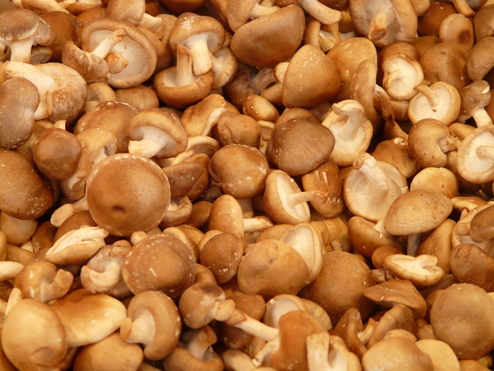 Shiitake Mushroom Benefits: What you Need to Know