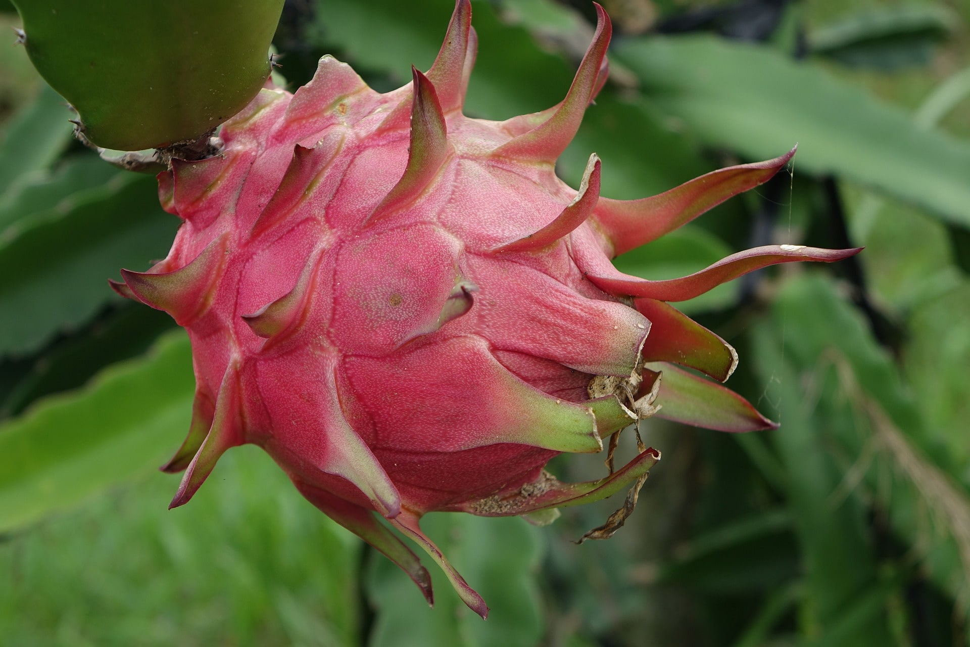 red dragon fruit benefits