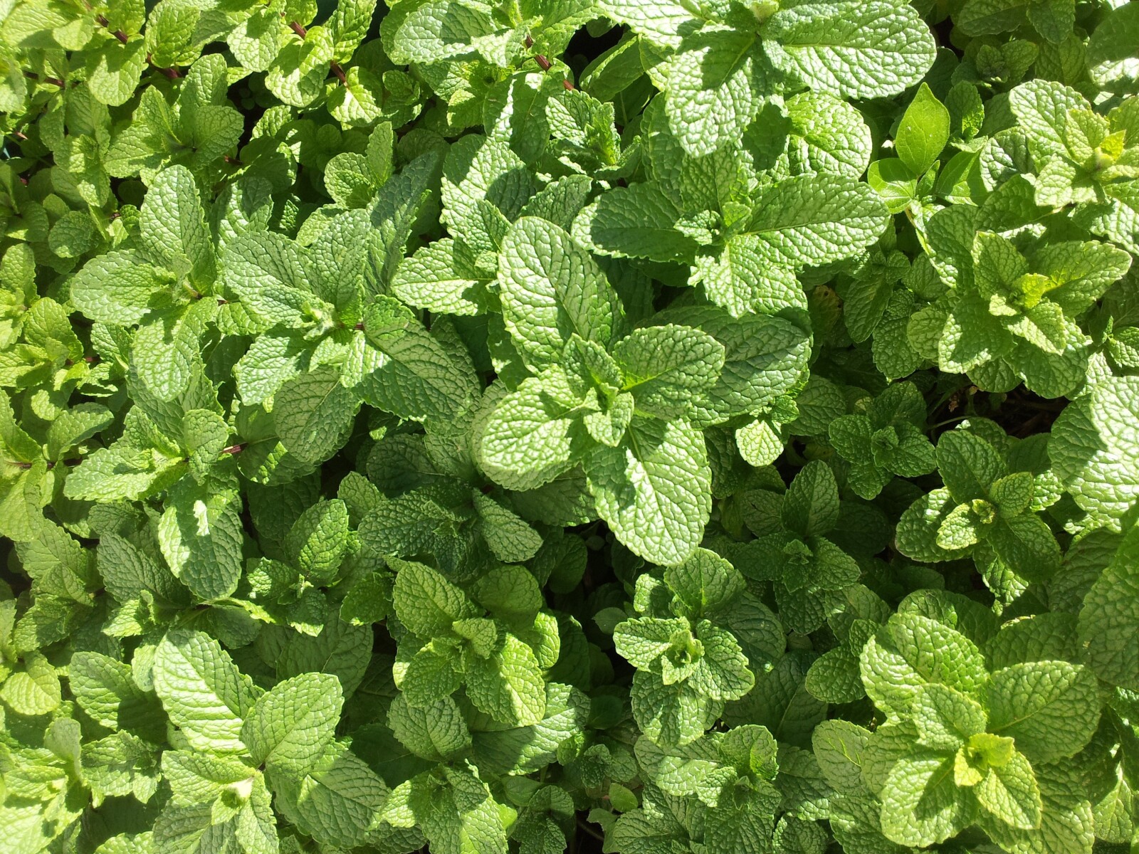 a picture of a lot of mint leaves 