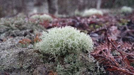 a photo of sea moss on a rock 
