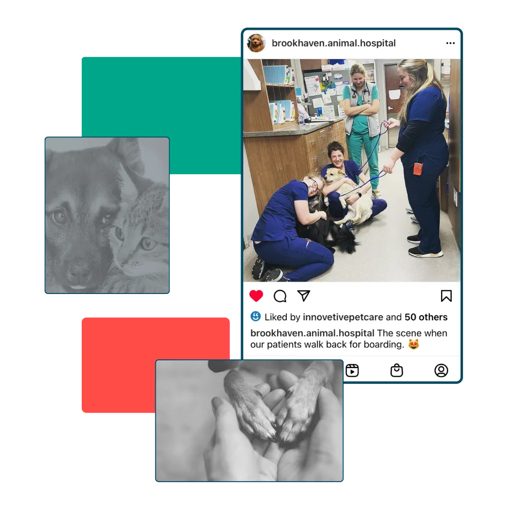 Instagram posts of Innovetive showing animals at their clinic