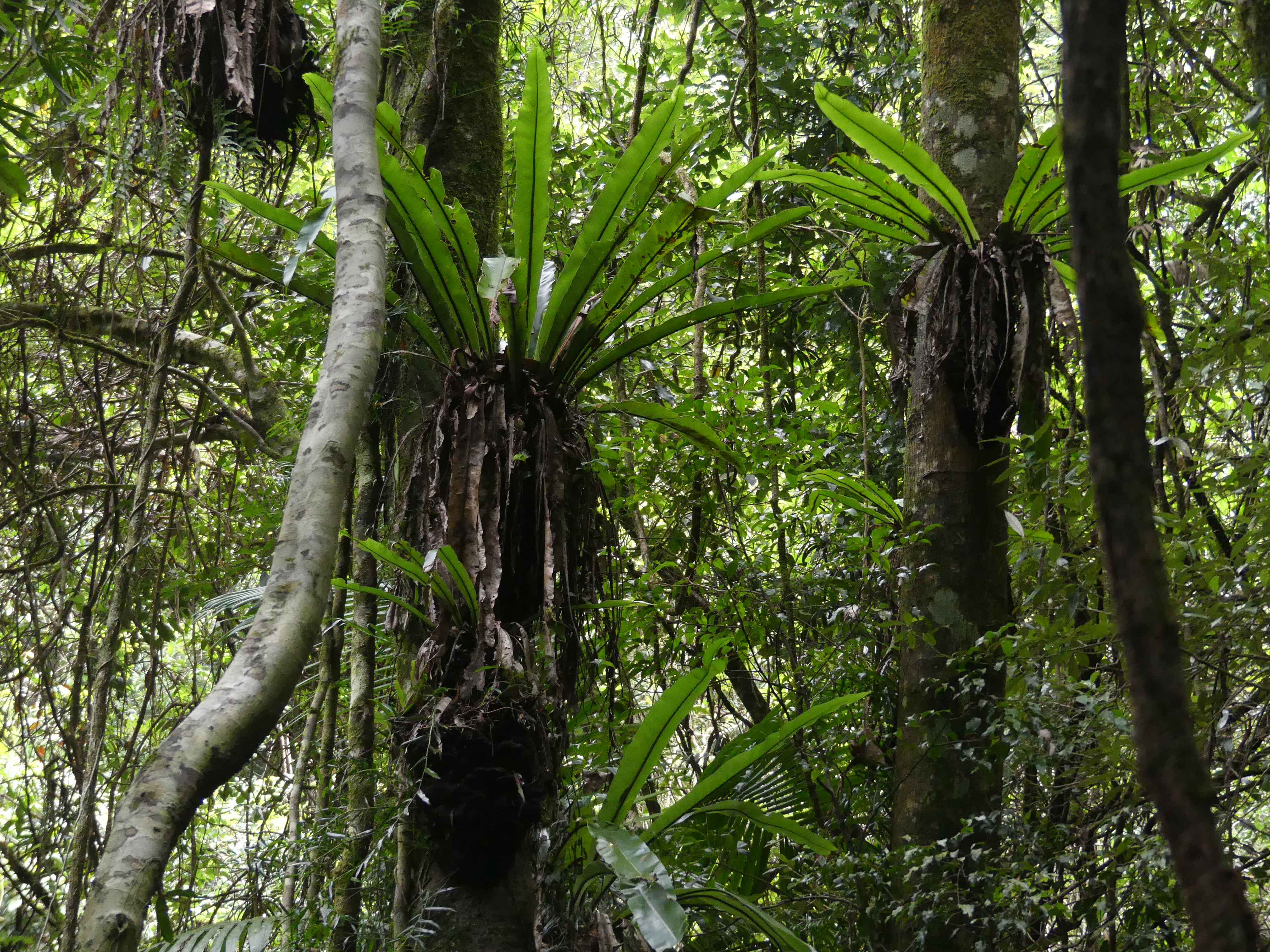 Birds Nest Fern