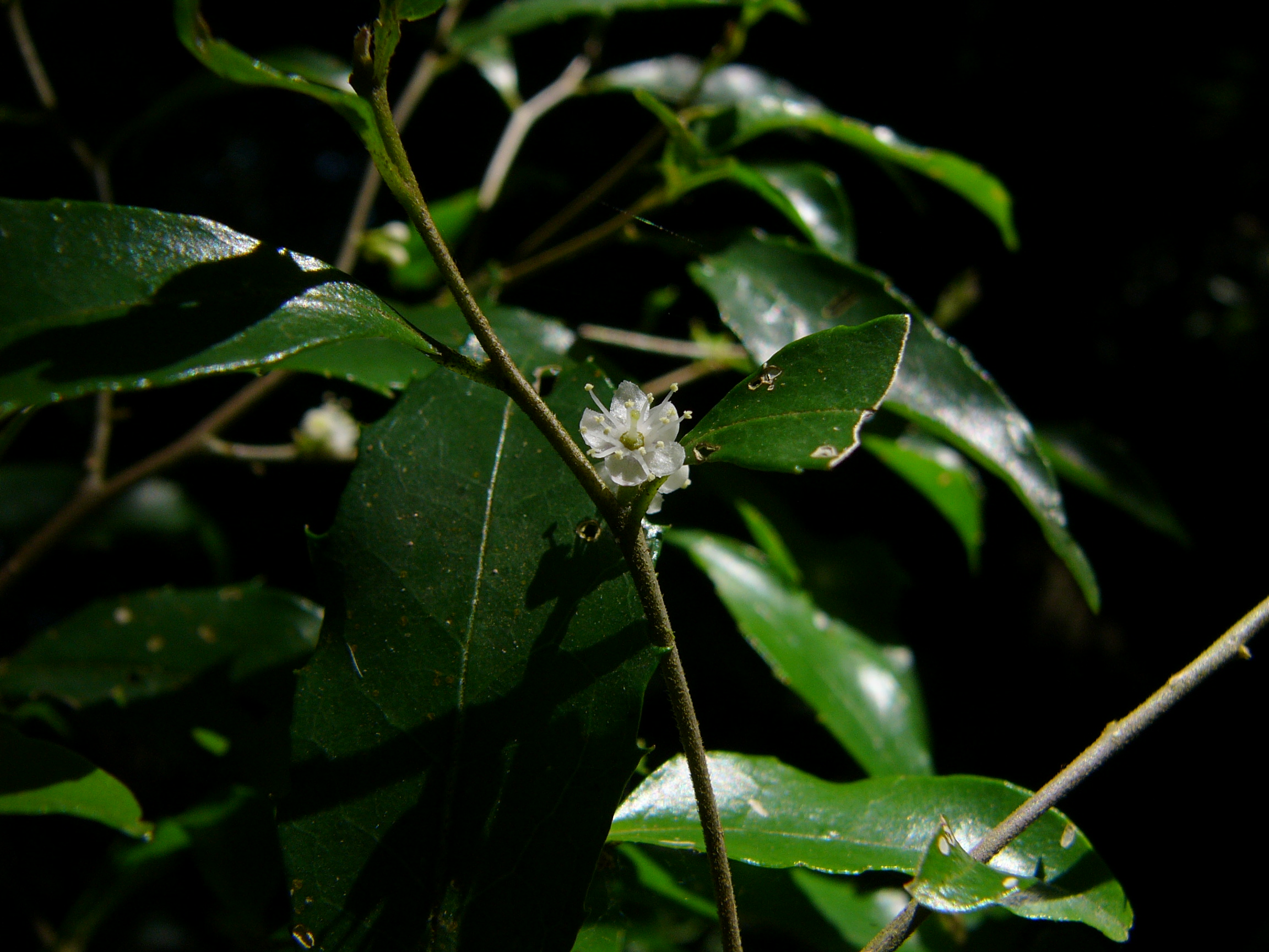 Small-leaved Hazelwood