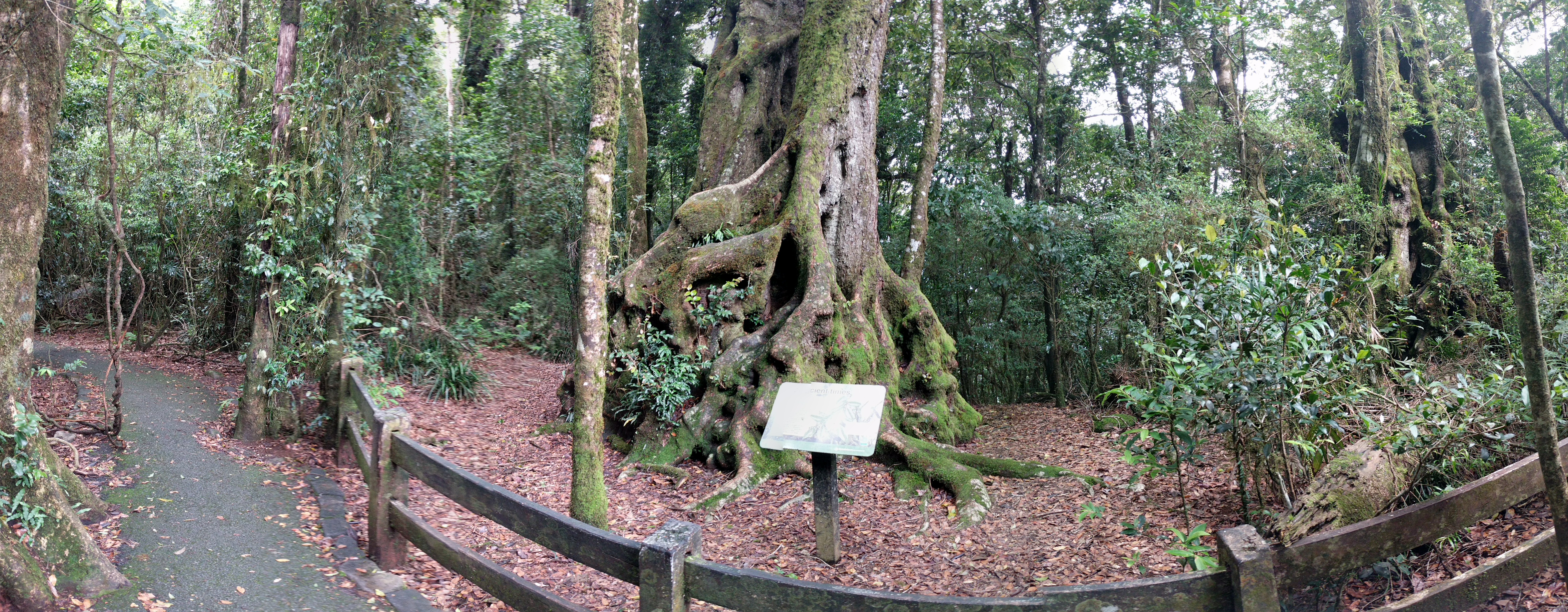 Antarctic Beech