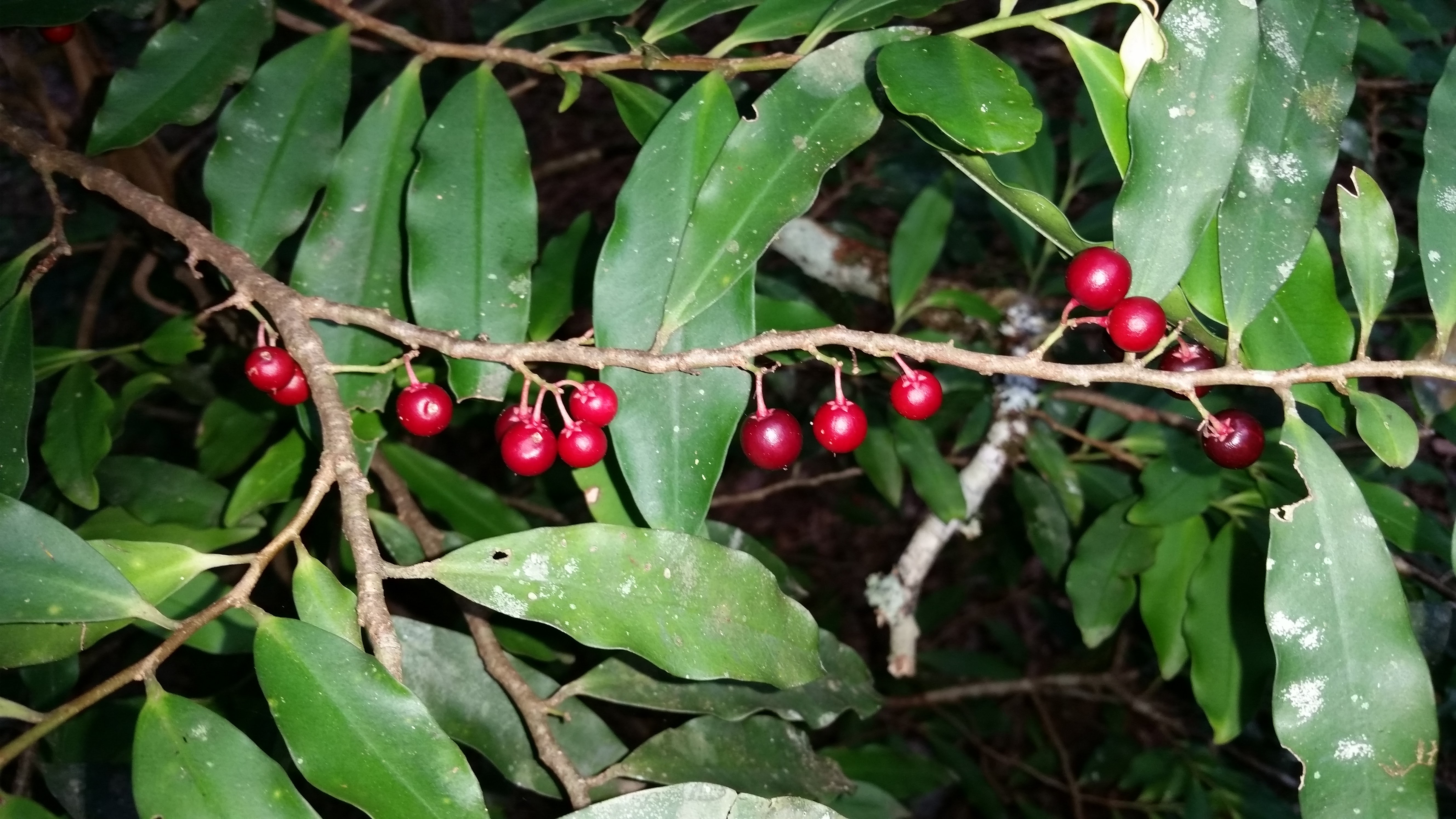 Springbrook Ardisia 