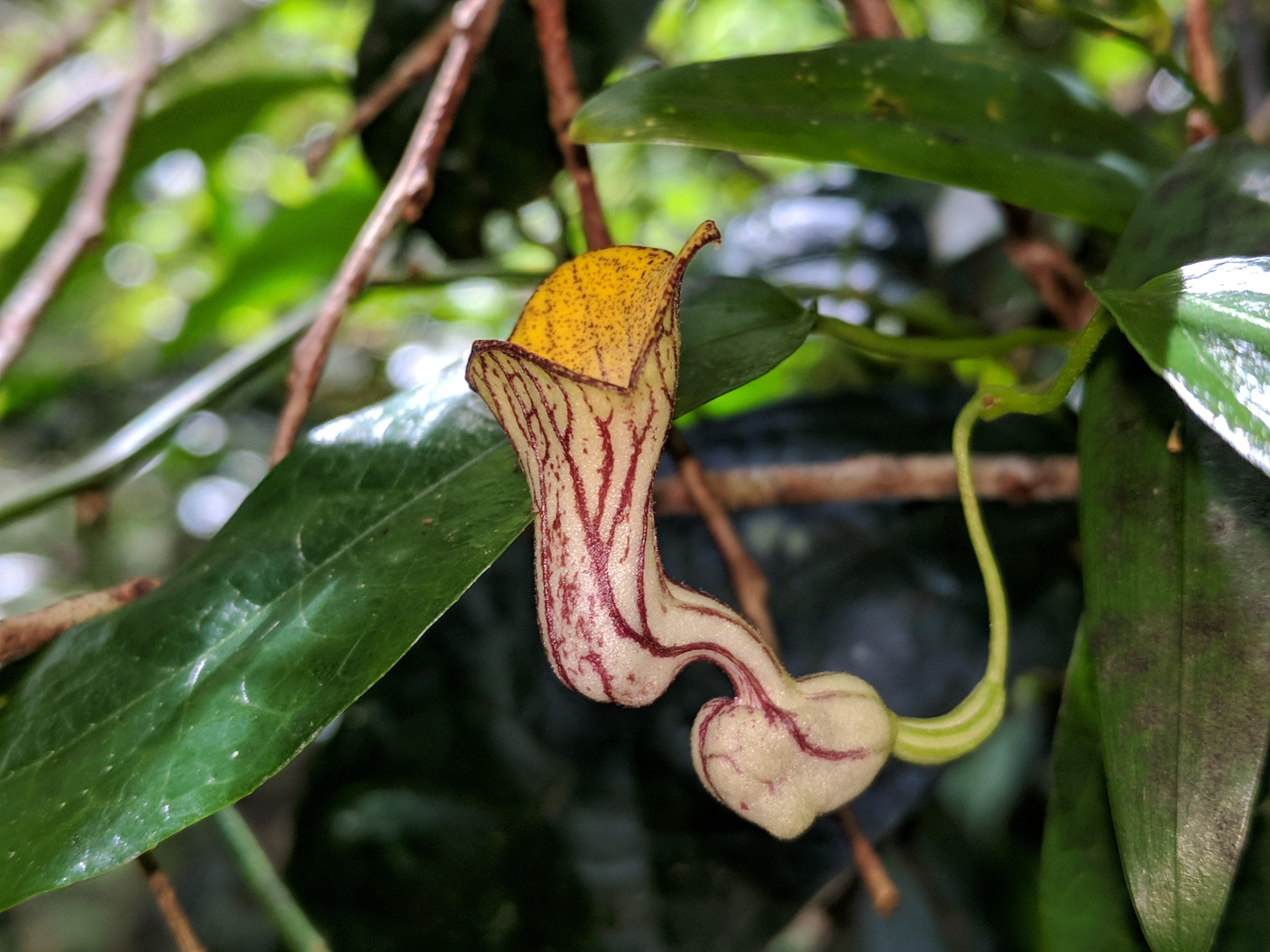 Richmond Bird-wing Butterfly Vine