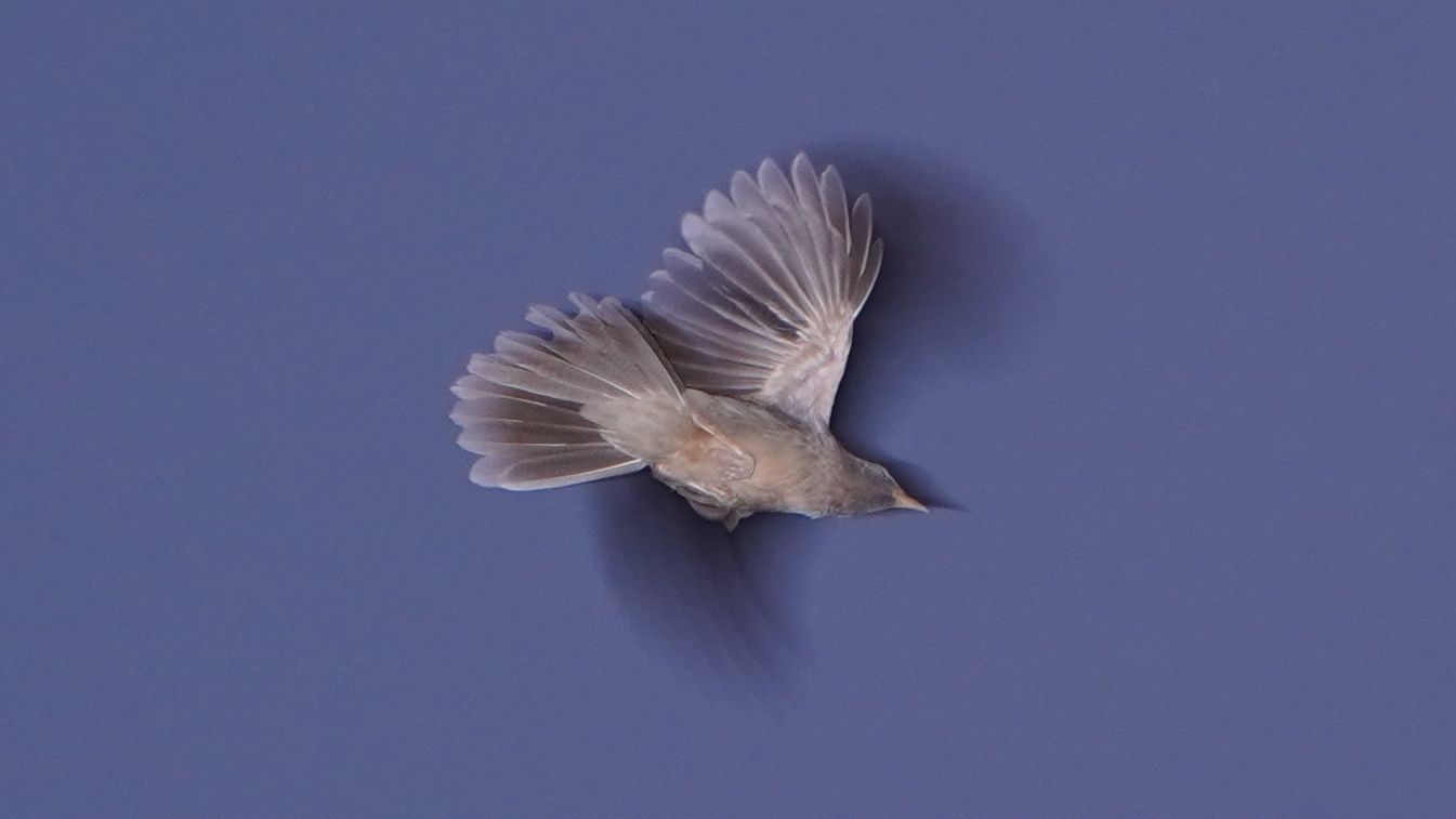 Spicetape | Asmi Shetty & flux vortex