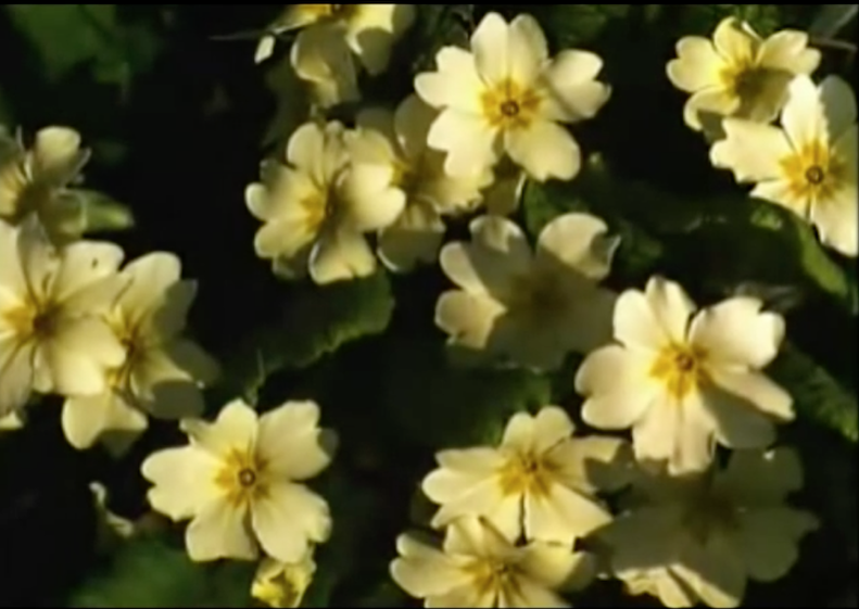 Jank Incorporated  | Jank Inc., Estimulo & Sloan