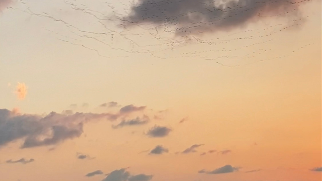 Extra Oil | Sophoula & Yalla Collective