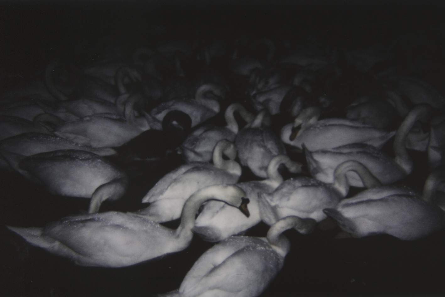 Mercurial Cycles | Hüma Utku