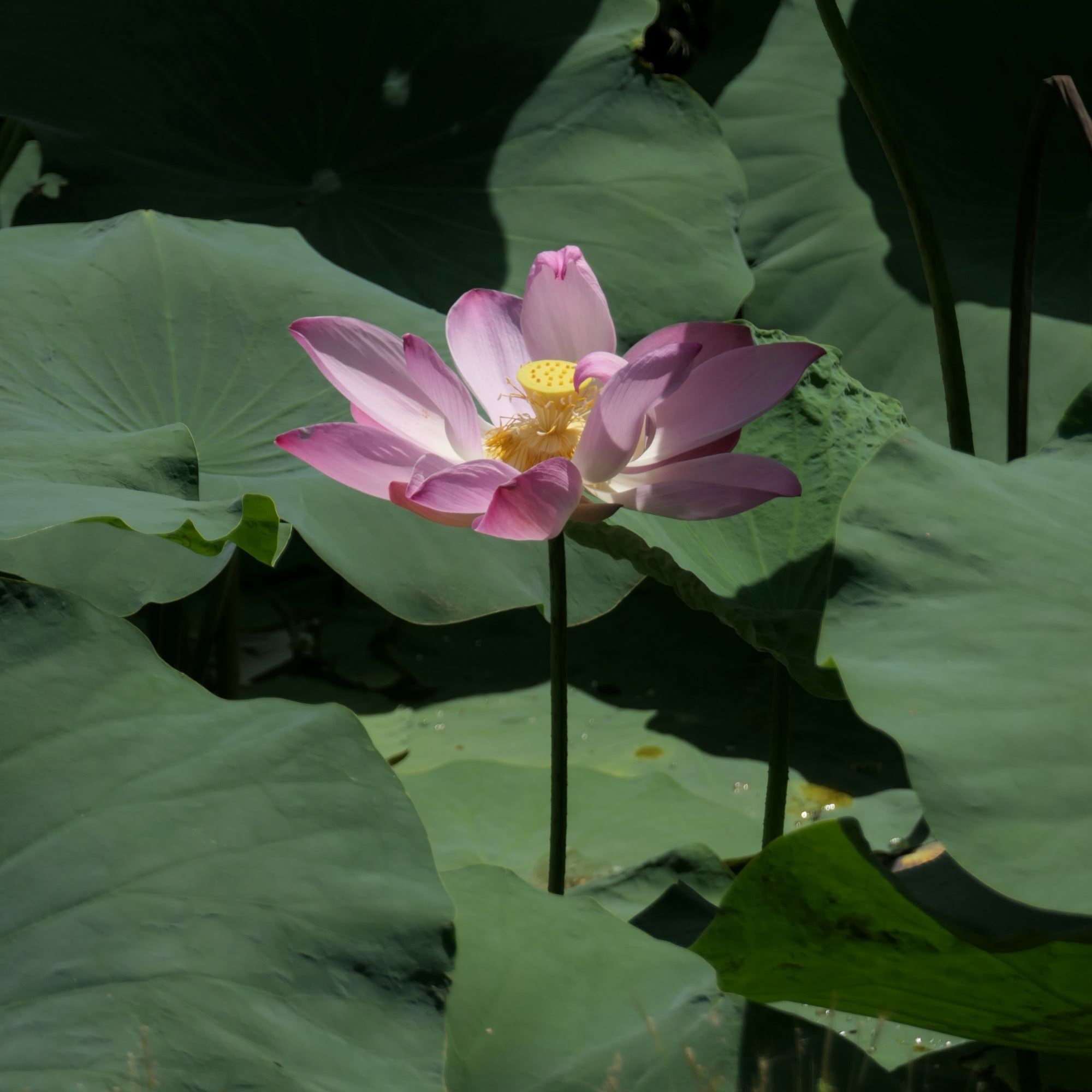 Master Selector | Versailles