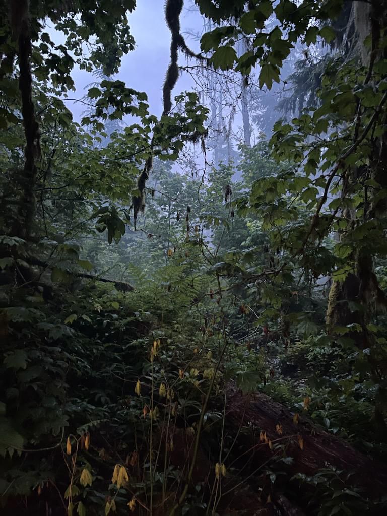 Ambient 4 Babies  | Tommy Lewis